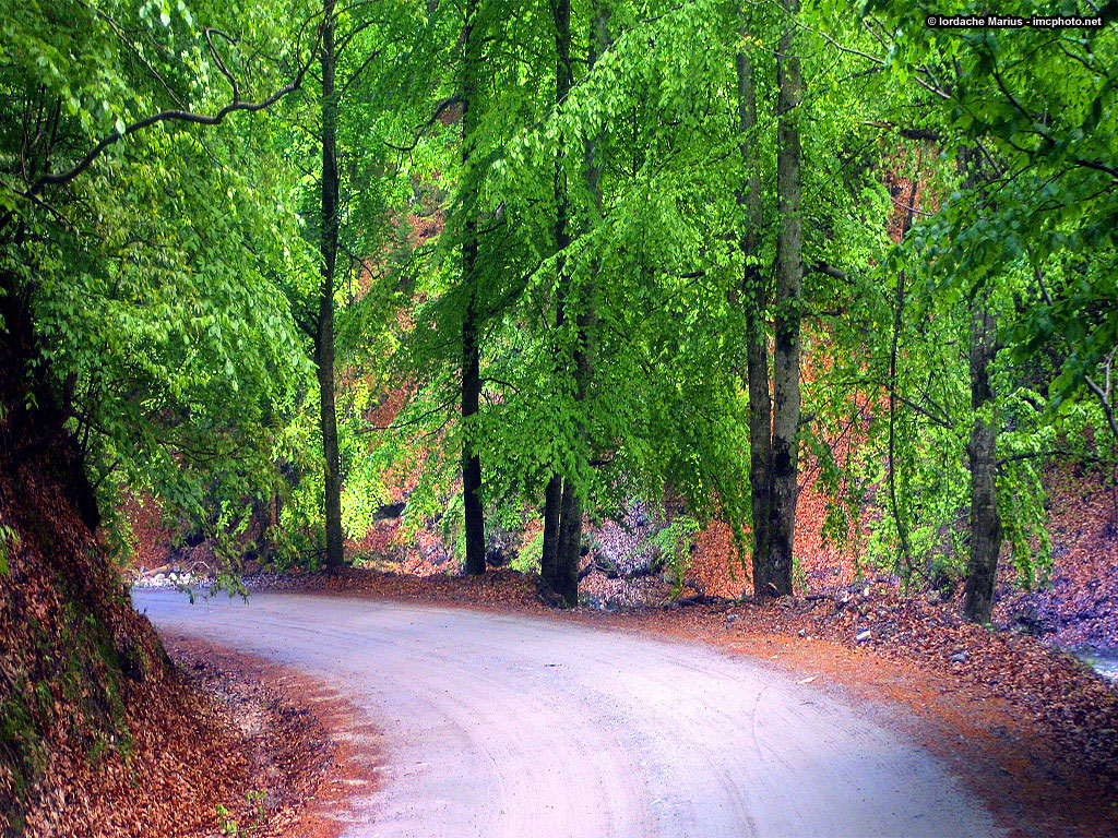 Romanian Paths Photos - IMC Photo